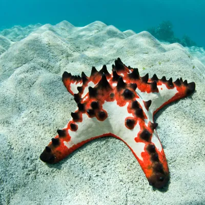 Chocolate Chip Starfish