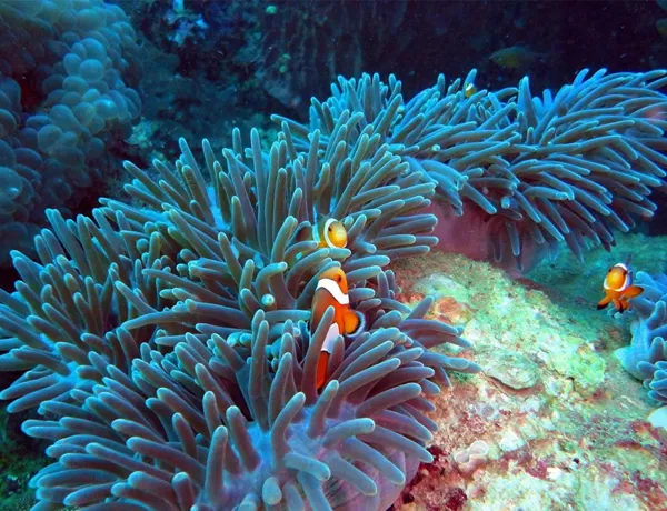 Sea Bed Clown Fish