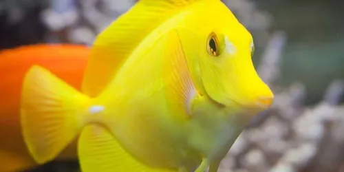 Yellow Tang2