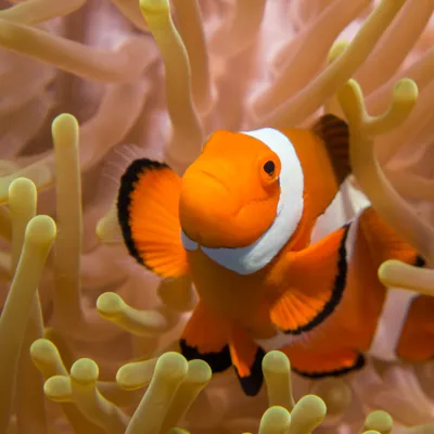 Clownfish