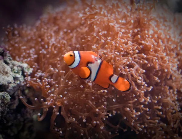 Clown Fish