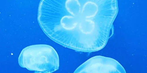 Box jellyfish
