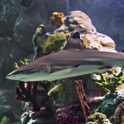 Black Tip Reef Shark