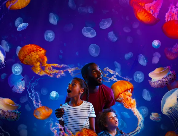 Ocean invaders