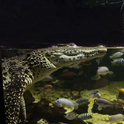 Pearly Crocodile