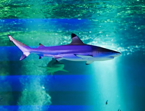 Sea Life Great Yarmouth 0030