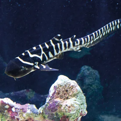 Zebra Shark