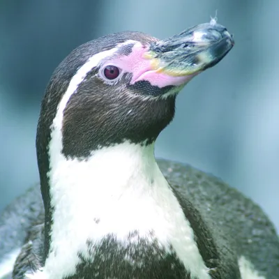 6452 Humboldt Penguin 3