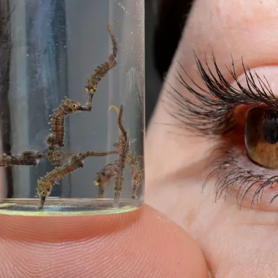Seahorse breeding