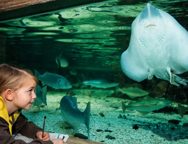 Girl And Stringray