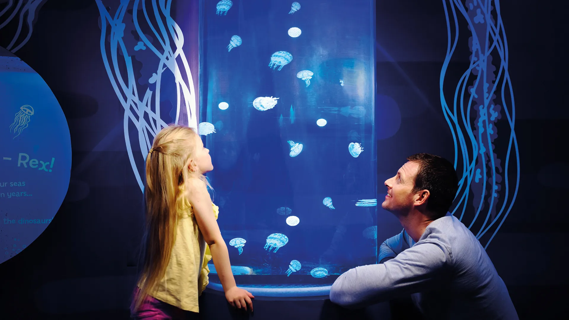 Jellyfish (1)