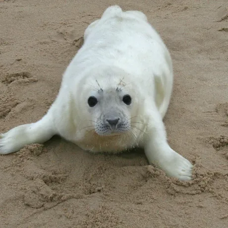 GY Seal