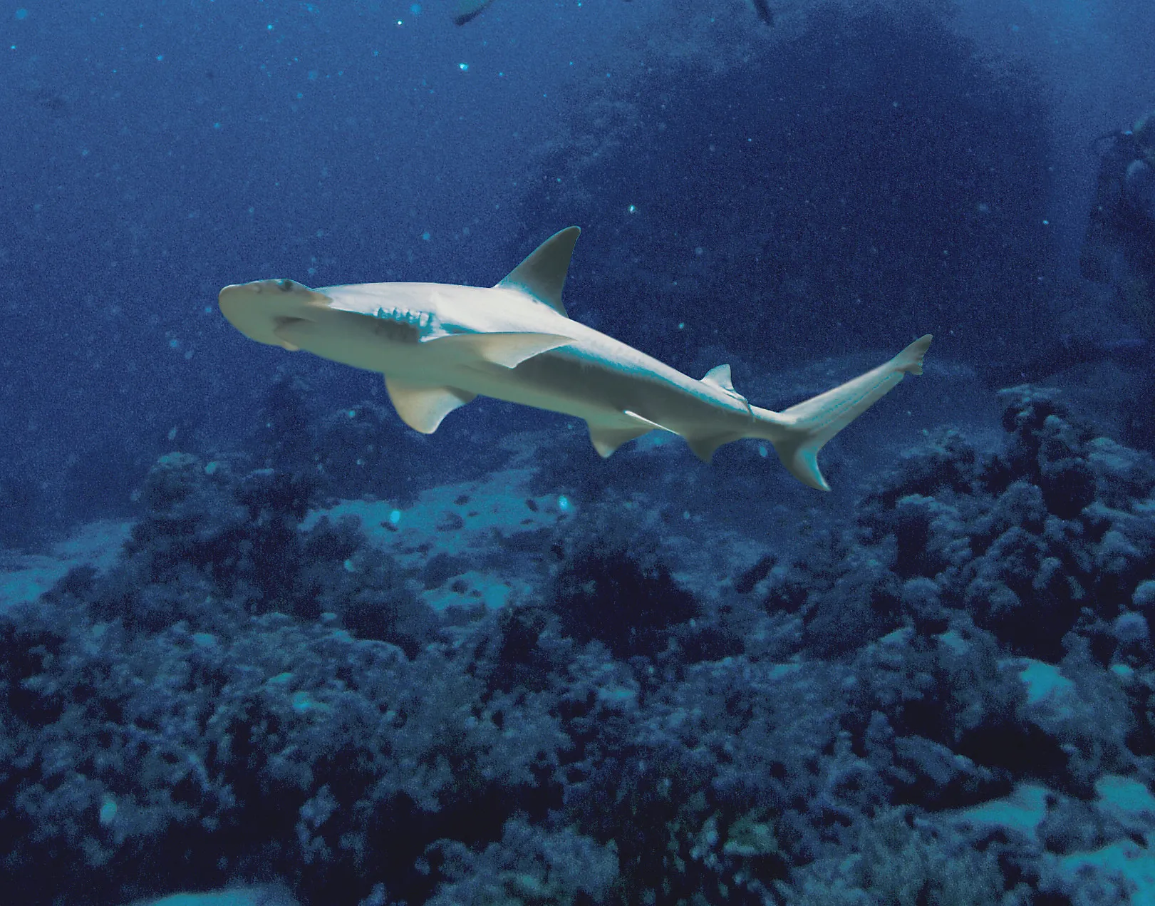 Bonnethead Shark