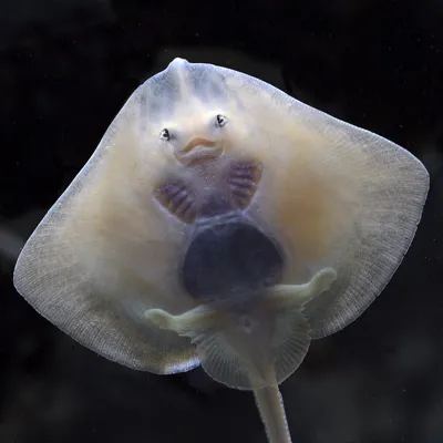 Baby Rays at SEA LIFE Great Yarmouth
