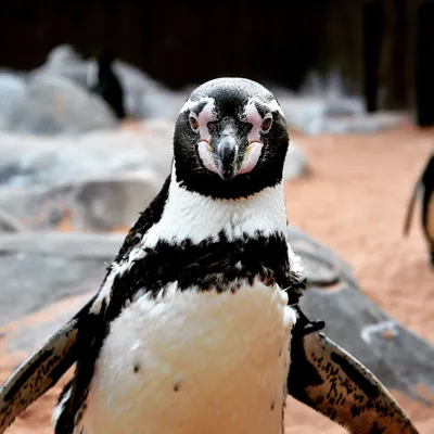 Humboldt Penguin at SEA LIFE Great Yarmouth