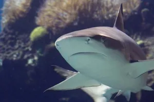 Shark