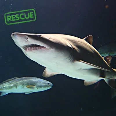 Rescue Sharks