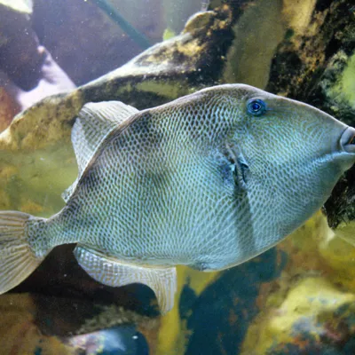 Triggerfish (1)