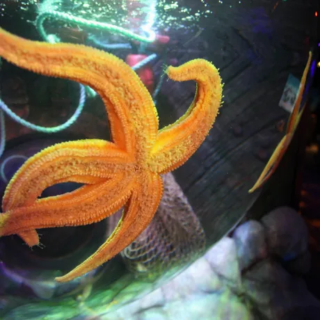Starfish