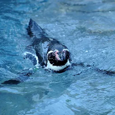 Penguin Dippy In Pool